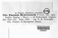 Puccinia hydrocotyles image